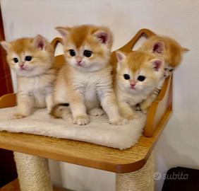 British shorthair femmine. Scottish straight