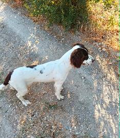Cucciolone ponta caccia con pedigree