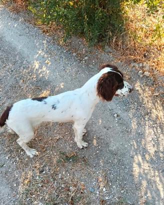 Cucciolone ponta caccia con pedigree