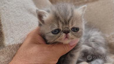 exotic shorthair 
