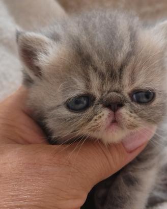 exotic shorthair 