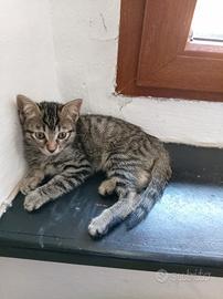 Gattino maschio