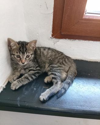 Gattino maschio