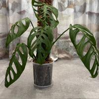 Monstera Esqueleto – pianta rara