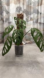 Monstera Esqueleto – pianta rara