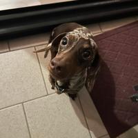 Bassotto Kaninchen per monta