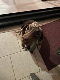 Bassotto Kaninchen per monta