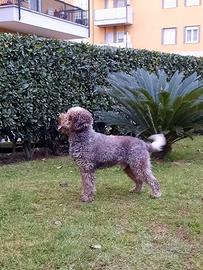 Lagotto maschio da monta