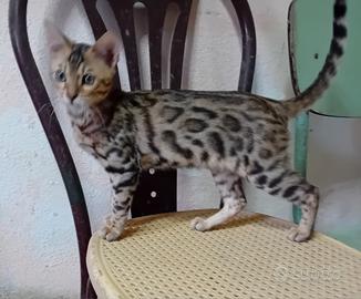 gattini bengala 