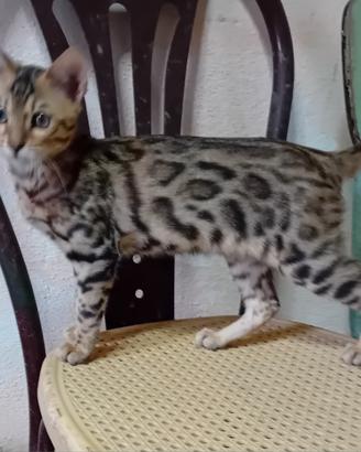 gattini bengala 
