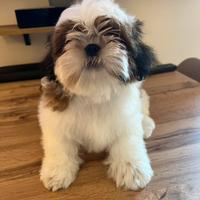 Shih Tzu maschio