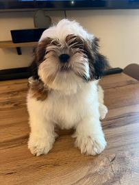 Shih Tzu maschio