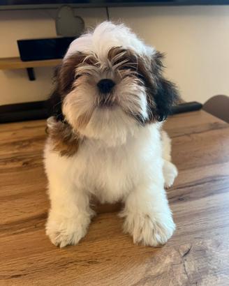 Shih Tzu maschio