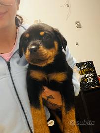 Cuccioli rottweiler