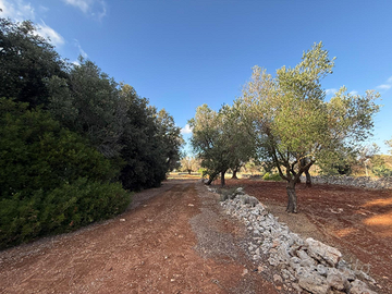 Terreno con boschetto