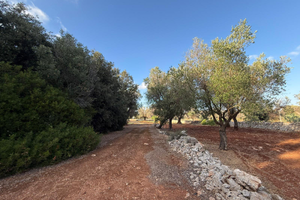 Terreno con boschetto