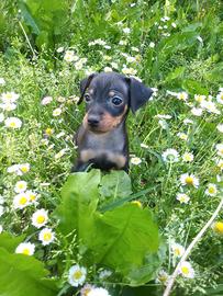 Pinscher maschietti veramente mini toy