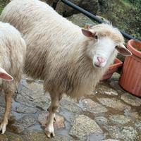 Pecora maschio / Montone