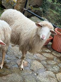 Pecora maschio / Montone