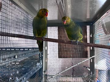Lory è parrocchetti