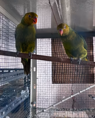 Lory è parrocchetti