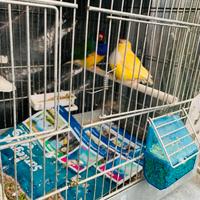 Coppia di diamante di Gould