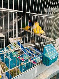 Coppia di diamante di Gould