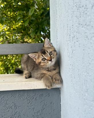 Cuccioli Scottish Fold e Scottish Straight