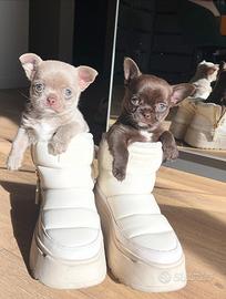 Cuccioli chihuahua pelo corto pelo lungo