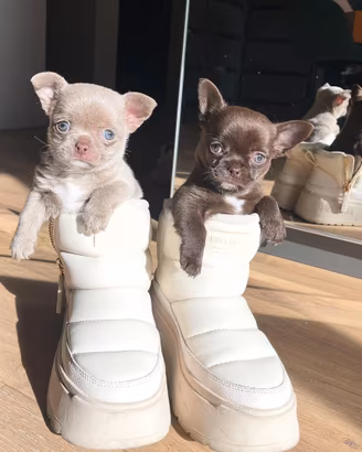 Cuccioli chihuahua pelo corto pelo lungo