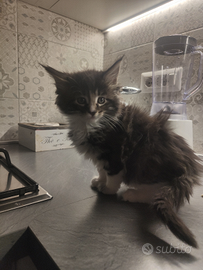 Gattina di razza. 2 mesi