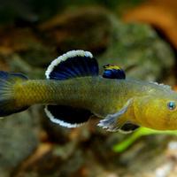 RAINBOW FISH - GOBIDAE vari tipi