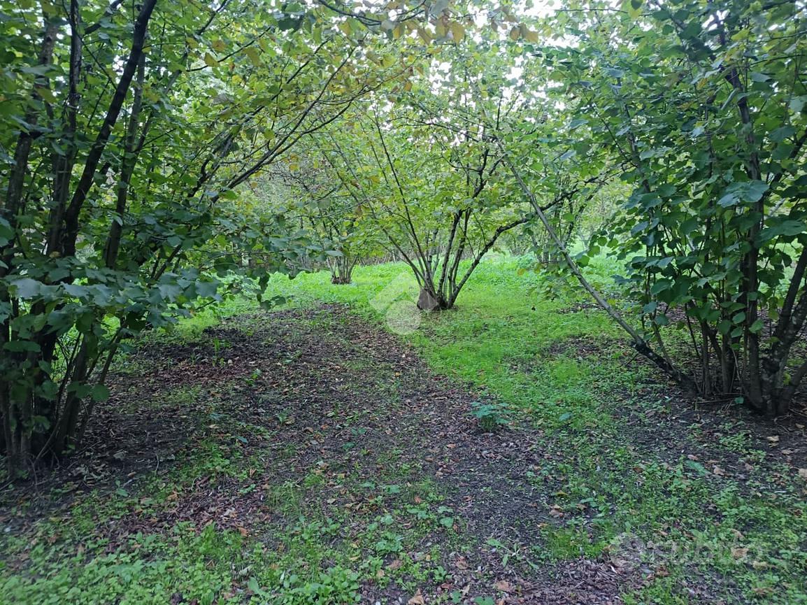 TER. AGRICOLO A GROTTOLELLA - Vista 2