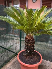 Cycas