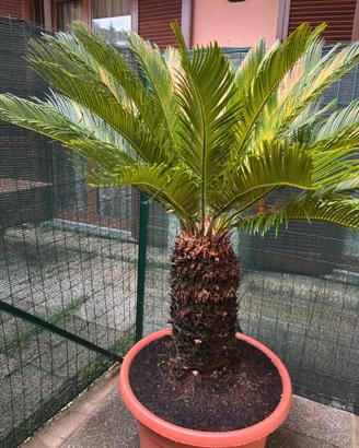 Cycas