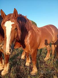 Cavallo TPR