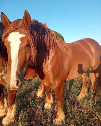 Cavallo TPR