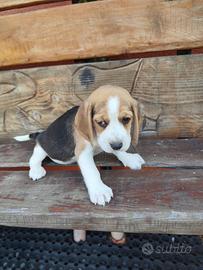 Beagle cuccioli
