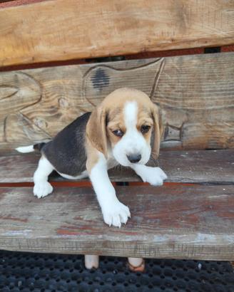 Beagle cuccioli
