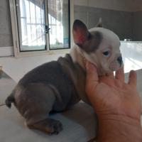 Cuccioli bulldog francese