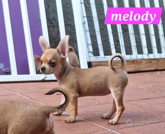 melody cucciola di chihuahua