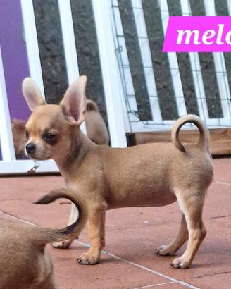 melody cucciola di chihuahua