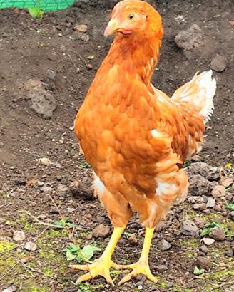 Galline Isa Brown