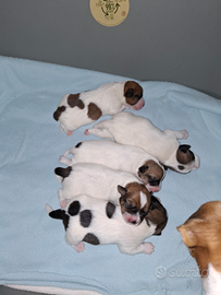 Jack Russel 2 cuccioli vendita