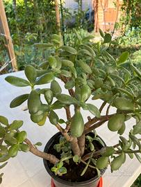 Crassula ovata o Albero di Giada