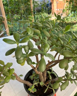 Crassula ovata o Albero di Giada