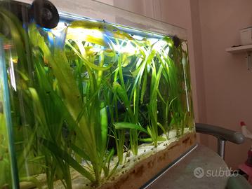 Vallisneria gigante 