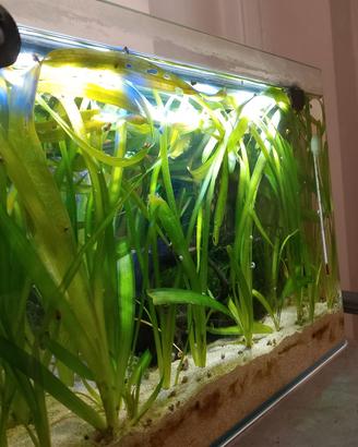 Vallisneria gigante 