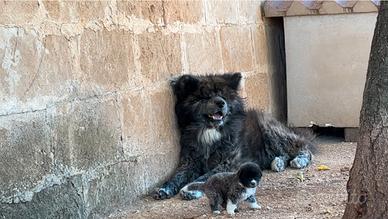 Adozione cuccioli