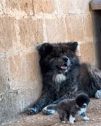 Adozione cuccioli